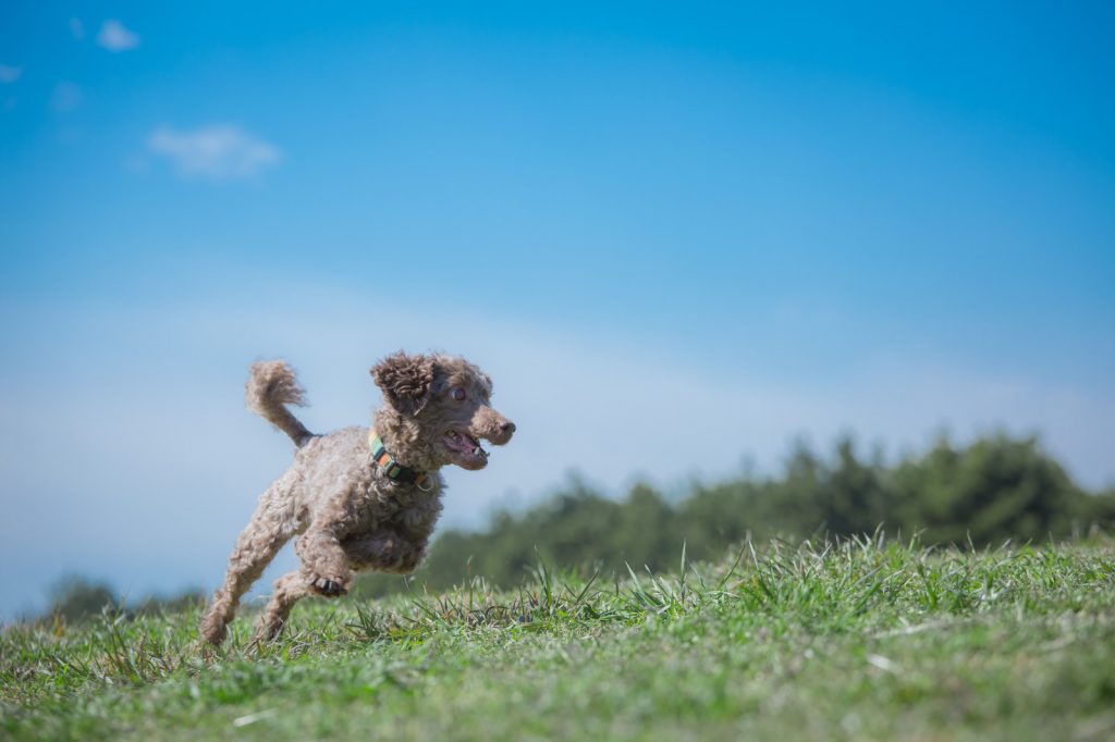 獣医師監修 犬の食性について Wepet ウィペット 公式サイト